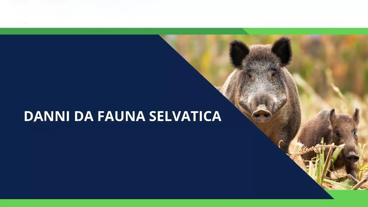 Indennizzo Danni da Fauna Selvatica